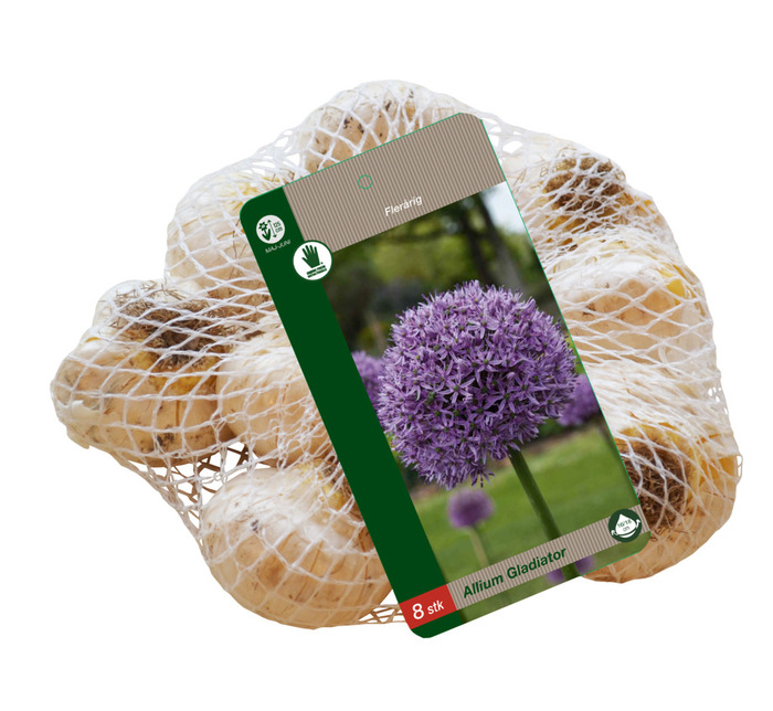 Grønne Fingre® blomsterløg 'Allium Gladiator' 8 stk.